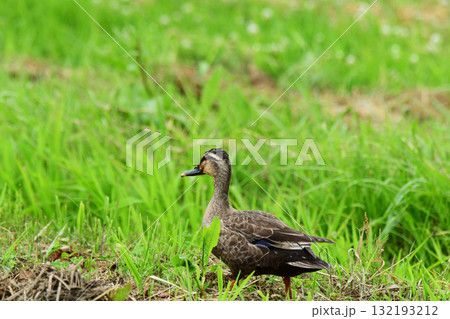 畔道を歩くカルガモ 132193212