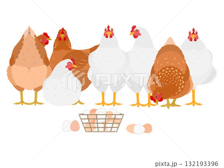 白と茶色のニワトリのグループとかごに入れた卵 132193396
