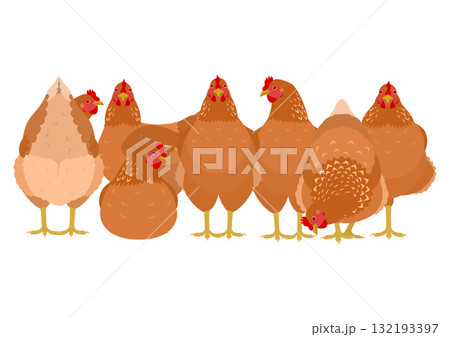茶色のニワトリのグループ 132193397