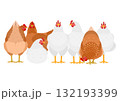 白と茶色のニワトリのグループ 白と茶色のニワトリのグループ 132193399