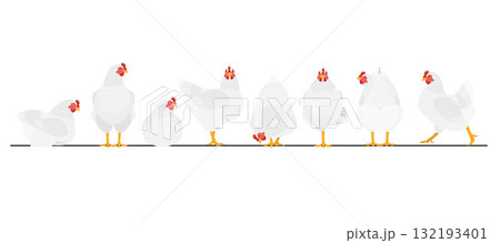 一列に並んだいろいろなポーズの白いニワトリのセット 一列に並んだいろいろなポーズの白いニワトリのセット 132193401