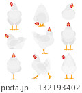 いろいろなポーズの白いニワトリのセット いろいろなポーズの白いニワトリのセット 132193402