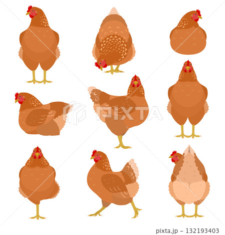 いろいろなポーズの茶色いニワトリのセット いろいろなポーズの茶色いニワトリのセット 132193403