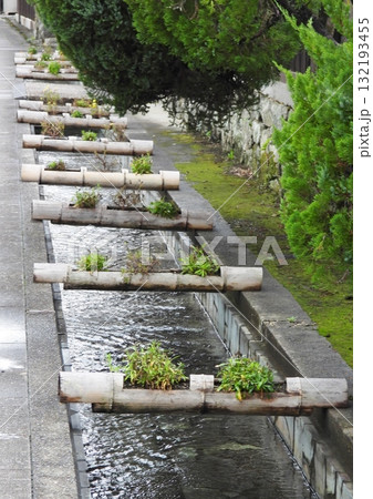 防火用の水路で見つけた竹筒の花壇 132193455