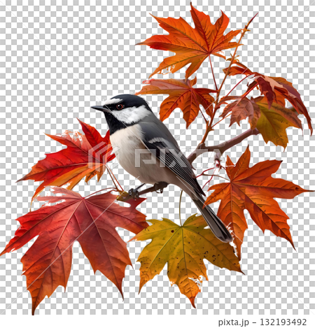 紅葉の枝にとまる野鳥 132193492