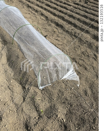 家庭菜園でのハウス栽培 132193516