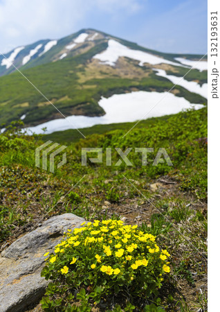 栗駒山とミヤマキンバイ 132193631