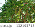 藤の豆果、イメージ 132193718