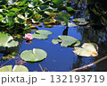 池に浮かぶスイレン、イメージ 132193719