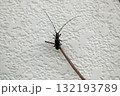 キボシカミキリ、イメージ 132193789