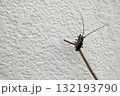 キボシカミキリ、イメージ 132193790