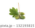 A detailed image of fresh green acorns and an oak leaf on a white surface. 132193815