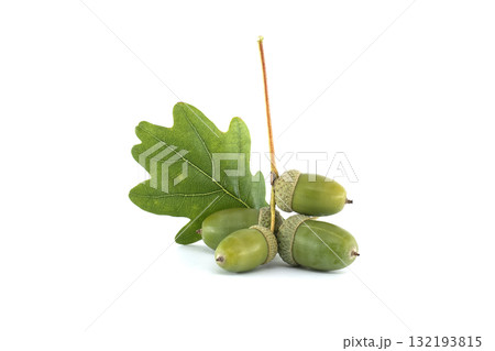 A detailed image of fresh green acorns and an oak leaf on a white surface. 132193815