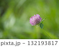 Close-up of a vibrant red clover flower in a lush green field, showcasing nature's beauty. 132193817
