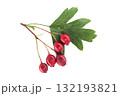 Close-Up of Red Hawthorn Berries with Green Leaves on White Background 132193821