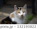 Close-up of a calico cat with striking eyes and a curious expression outdoors. 132193822
