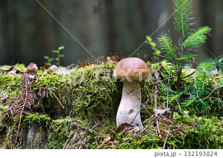 A stunning king bolete mushroom thrives in its natural, moss-covered woodland habitat. 132193824
