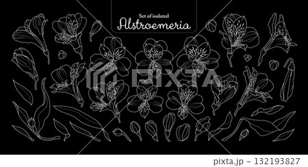 Set of Alstroemeria flower in simple white outline, isolated on plain black background, hand-drawn botanical illustration. Set of Alstroemeria flower in simple white outline, isolated on plain black background, hand-drawn botanical illustration. 132193827