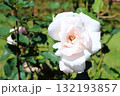 春芳（薔薇）、イメージ 132193857