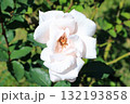 春芳（薔薇）、イメージ 132193858