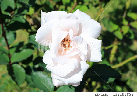 春芳（薔薇）、イメージ 132193858