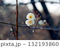 早春の田浦梅の里に咲く双子の白梅 132193860