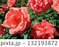 ハーモニー（薔薇）、イメージ 132193872