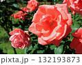 ハーモニー（薔薇）、イメージ 132193873