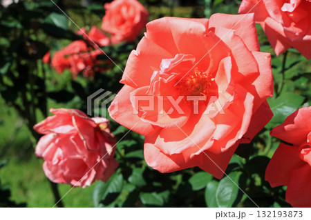 ハーモニー(薔薇)、イメージ ハーモニー(薔薇)、イメージ 132193873