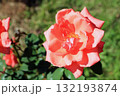ハーモニー（薔薇）、イメージ 132193874