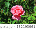 ザ・マッカートニー・ローズ（薔薇）、イメージ 132193961
