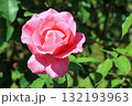 ザ・マッカートニー・ローズ（薔薇）、イメージ 132193963