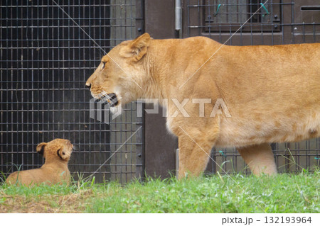 ライオンの母子 132193964