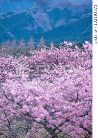 うららかな春日和に映える桜の花(河津桜) 世界最大級の屋外ステージ アスペクタ(南阿蘇村) うららかな春日和に映える桜の花(河津桜) 世界最大級の屋外ステージ アスペクタ(南阿蘇村) 132193973