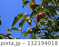 木に生る柿、イメージ 132194018
