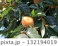 木に生る柿、イメージ 132194019