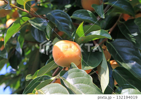 木に生る柿、イメージ 132194019