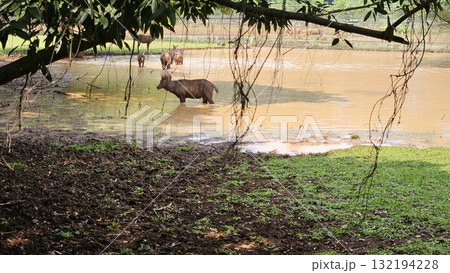 This scene is framed by overhanging tree branches and vines, showcasing a herd of brown sambar deer standing and cooling off in the shallow, murky water of a pond adjacent to a bank of dark mud. This scene is framed by overhanging tree branches and vines, showcasing a herd of brown sambar deer standing and cooling off in the shallow, murky water of a pond adjacent to a bank of dark mud. 132194228