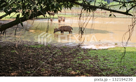 This scene is framed by overhanging tree branches and vines, showcasing a herd of brown sambar deer standing and cooling off in the shallow, murky water of a pond adjacent to a bank of dark mud. 132194230
