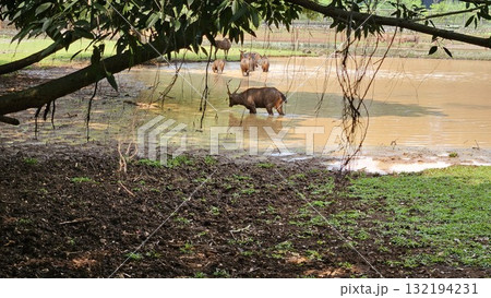 This scene is framed by overhanging tree branches and vines, showcasing a herd of brown sambar deer standing and cooling off in the shallow, murky water of a pond adjacent to a bank of dark mud. This scene is framed by overhanging tree branches and vines, showcasing a herd of brown sambar deer standing and cooling off in the shallow, murky water of a pond adjacent to a bank of dark mud. 132194231