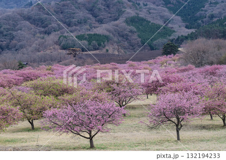 うららかな春日和に映える桜の花(河津桜)　世界最大級の屋外ステージ　アスペクタ(南阿蘇村) 132194233