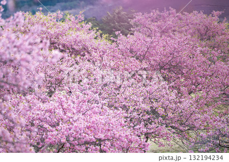 うららかな春日和に映える桜の花(河津桜)　世界最大級の屋外ステージ　アスペクタ(南阿蘇村) 132194234