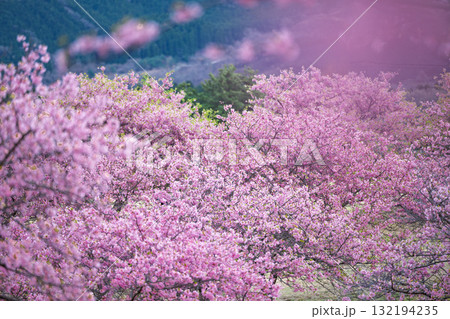 うららかな春日和に映える桜の花(河津桜) 世界最大級の屋外ステージ アスペクタ(南阿蘇村) うららかな春日和に映える桜の花(河津桜) 世界最大級の屋外ステージ アスペクタ(南阿蘇村) 132194235