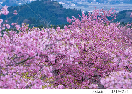 うららかな春日和に映える桜の花(河津桜) 世界最大級の屋外ステージ アスペクタ(南阿蘇村) うららかな春日和に映える桜の花(河津桜) 世界最大級の屋外ステージ アスペクタ(南阿蘇村) 132194236