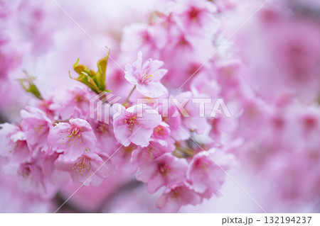 うららかな春日和に映える桜の花(河津桜) 世界最大級の屋外ステージ アスペクタ(南阿蘇村) うららかな春日和に映える桜の花(河津桜) 世界最大級の屋外ステージ アスペクタ(南阿蘇村) 132194237