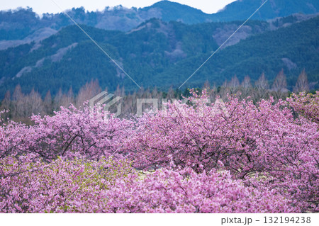うららかな春日和に映える桜の花(河津桜)　世界最大級の屋外ステージ　アスペクタ(南阿蘇村) 132194238