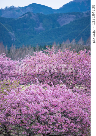 うららかな春日和に映える桜の花(河津桜)　世界最大級の屋外ステージ　アスペクタ(南阿蘇村) 132194239
