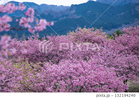 うららかな春日和に映える桜の花(河津桜) 世界最大級の屋外ステージ アスペクタ(南阿蘇村) うららかな春日和に映える桜の花(河津桜) 世界最大級の屋外ステージ アスペクタ(南阿蘇村) 132194240