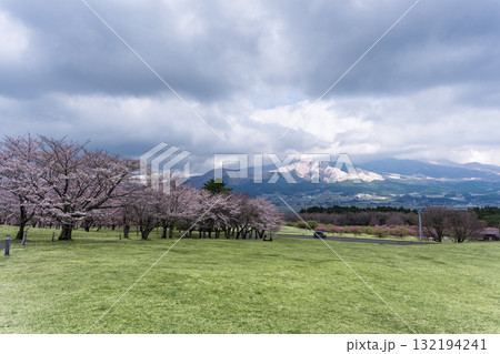 うららかな春日和に映える桜の花(河津桜) 世界最大級の屋外ステージ アスペクタ(南阿蘇村) うららかな春日和に映える桜の花(河津桜) 世界最大級の屋外ステージ アスペクタ(南阿蘇村) 132194241