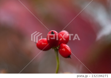 花水木の実 花水木の実 132194271